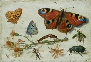 Tři motýli, brouk a další hmyz, s řezem starček, počátek 50. let 17. století od Jan van Kessel