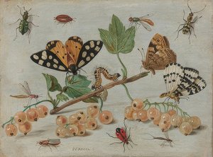 Hmyz a ovoce. Kolem 1660-65 od Jan van Kessel the Elder