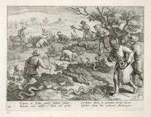 Italské zmije jedí ropuchy, deska 60, ilustrace z 