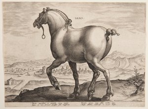 Saský kůň, z prvního souboru "Equile Joannis Austriaci" od Jan van der Straet, called Stradanus
