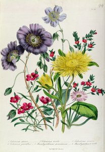Calandrinia, deska 18 z 