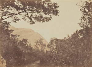 Acacia, Como