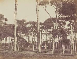 Kamenný borový háj, Villa Pamfili Doria, Řím