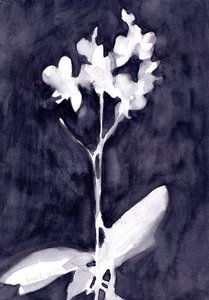 Orchidejová imprese v tmavě modrošedé barvě, cca 2019 (akvarel na papíře) od Janel Bragg
