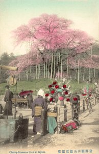 Cherry Blossoms, Gion, Kyoto, Japan od Japanese Photographer