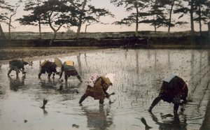 Pět rolníků znovu pěstujících rýži na rýžovém poli, 90. léta 19. století. od Japanese Photographer