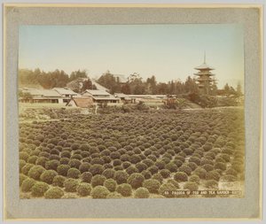 Pagoda Toji a čajová zahrada, Kyoto, Japonsko (ručně kolorovaná černobílá fotografie) od Japanese Photographer