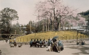 Slavná třešeň v Maruyama, Kyoto 1890. od Japanese Photographer