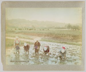 Přesazování rýžových klíčků, Japonsko (ručně kolorovaná černobílá fotografie) od Japanese Photographer