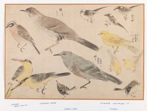 Ptáci ve stylu Okyo (barevný tisk ze dřeva) od Japanese School