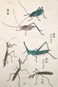 Kobylky a kudlanky (barevný dřevotisk) od Japanese School