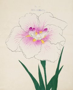 slečno Gino. -Vlákno, z. 17, 1898 od Japanese School