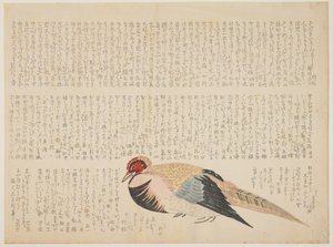 Bažant, c.1818-29 (barevný dřevořez) od Japanese School