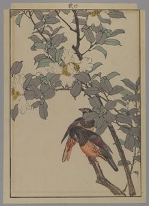 Dva ptáci s bílými květy, období Meiji, 1892 (barevný dřevotisk) od Japanese School