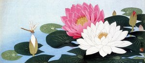 Lekníny a vážka - japonský tisk od Japanese School
