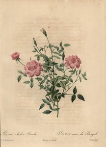 Růžová miniaturní čínská růže, Rosa chinensis.