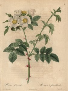 Bílá růže, Rosa leucantha.