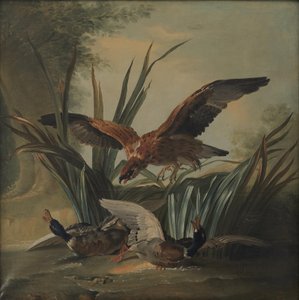 Jestřáb vrhající se na pár kachen od Jean-Baptiste Oudry