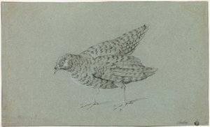 Koroptev