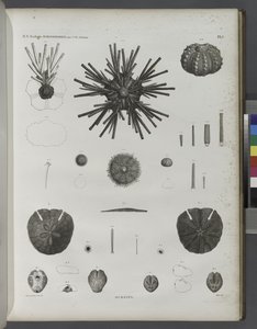 Urchins od Jean-Cesar Macret
