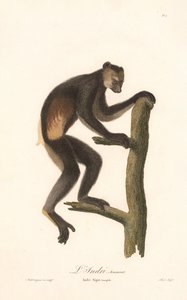 Indri černý (Indri Niger) od Jean Baptiste Audebert