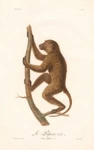 Pavián šplhavý (Simia Sphinx, Variety a)