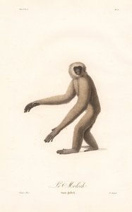 Langur šedý (Simia moloch) od Jean Baptiste Audebert