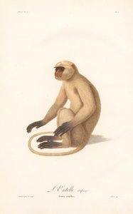 Hanuman Langur (Simia entellus) od Jean Baptiste Audebert