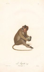 Langur jávský (Simia aygula) od Jean Baptiste Audebert