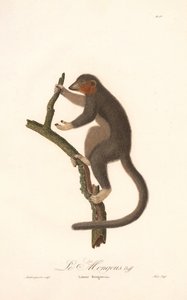 Lemur mongolský (Lemur Mongoz) od Jean Baptiste Audebert
