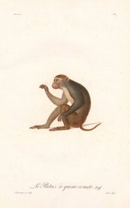 Opice Patas (Simia Patas) od Jean Baptiste Audebert