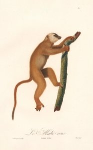 Lemur červený (Lemur rufus) od Jean Baptiste Audebert