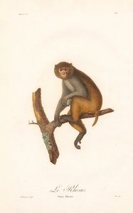 Makak rhesus (Simia Rhesus) od Jean Baptiste Audebert