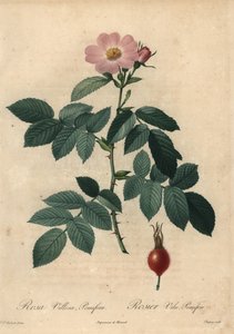 Růžová jablková růže, Rosa villosa.