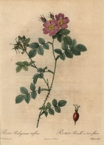 Růžová sladká růže, Rosa rubiginosa.