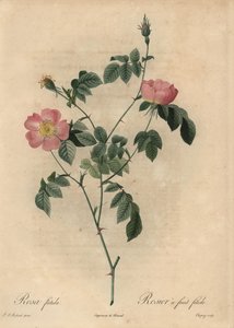 Rosa foetida, Rosier ovocný fetide.