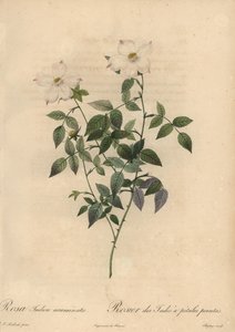 Bílá a růžová čínská růže, Rosa chinensis.