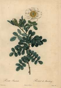 Bílá růže ptačinec, Rosa bracteata,