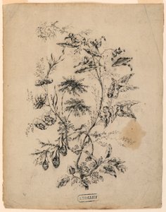 Kresba, Větvička fantastického stromu, 1775-1800 od Jean Baptiste Pillement