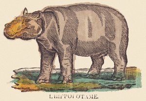 Hroch, asi 1840-1852 (litografie) od Jean Baptiste Thiebault