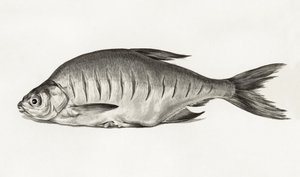Fish (1775–1833) od Jean Bernard