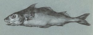 Fish Green (1775–1833) od Jean Bernard