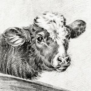 Hlava krávy od Jean Bernard