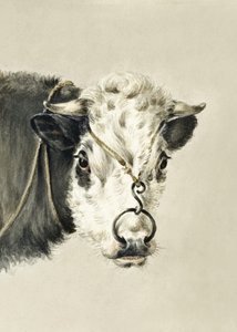 Hlava krávy s kroužkem v nose (1820) od Jean Bernard