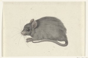 Myš, doleva od Jean Bernard