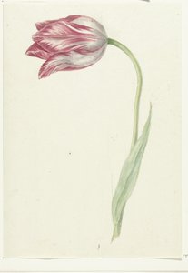 Růžový tulipán