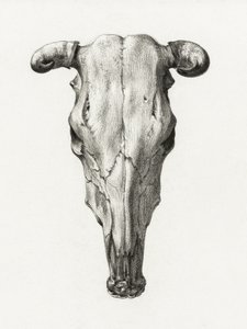 Lebka krávy – pohled zepředu (1816)