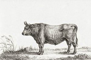Stojící býk od Jean Bernard