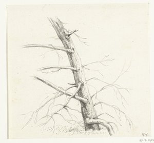 Studie stromu od Jean Bernard