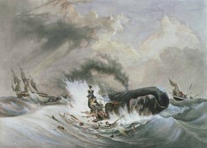 Velryba od Jean Francois (after) Garneray